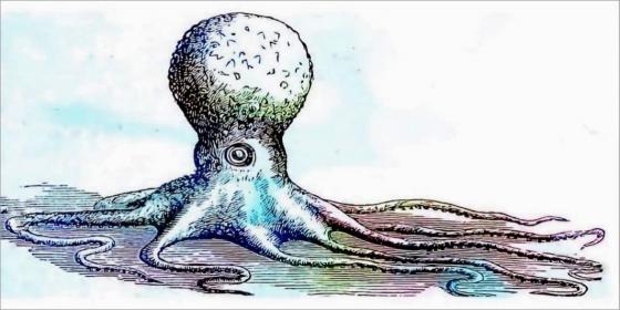 Drupal 8 Octopus