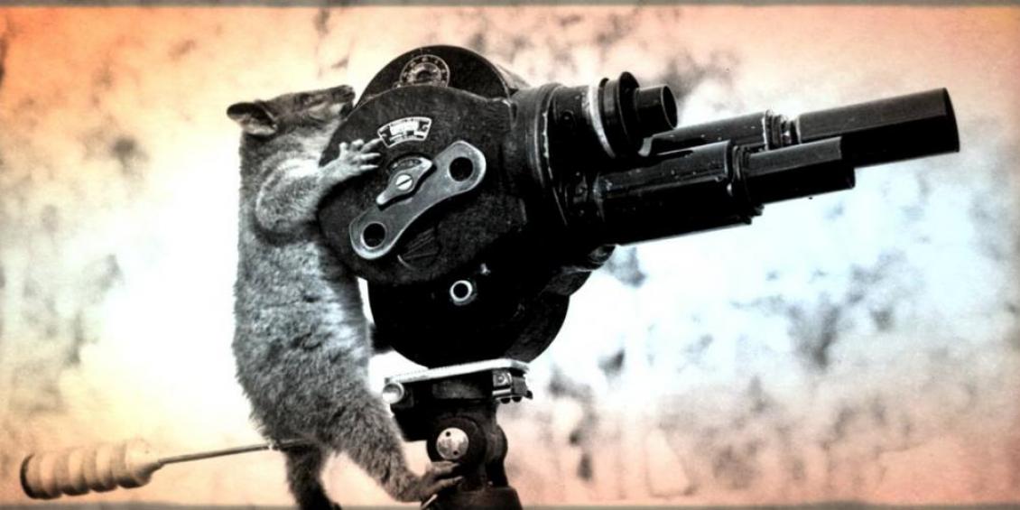 Squirrel on a movie camera